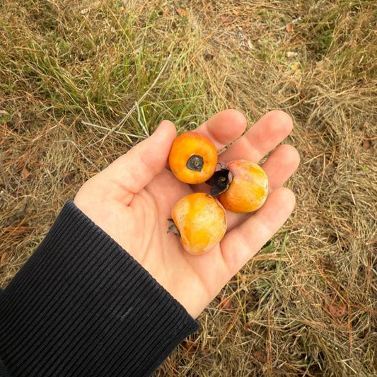 Maddie holding berries found on the farm